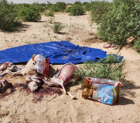 "مسالخ نواكشوط" تضبط مواشي مذبوحة بطرق غير شرعية في توجنين